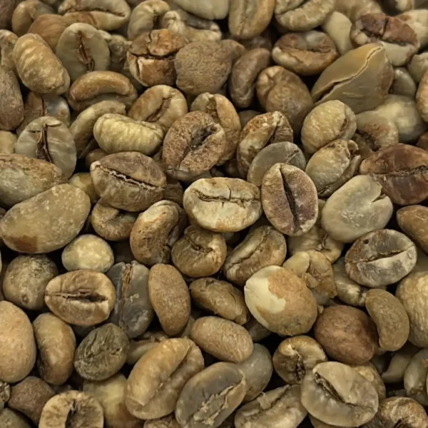 Bali Kintamani Robusta green beans