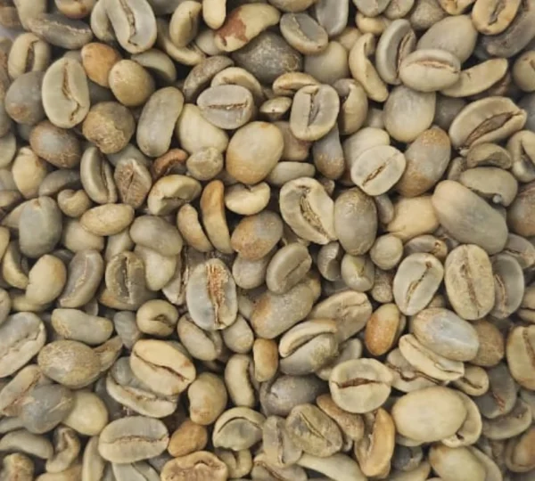 Aceh Gayo green beans
