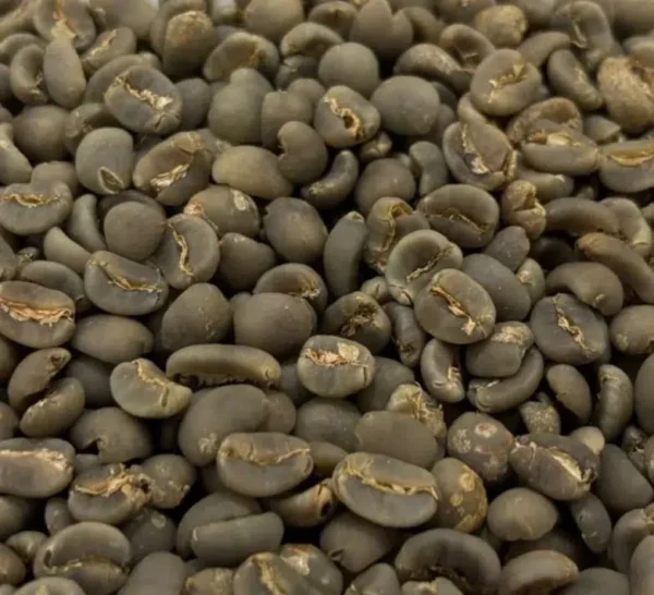 Aceh Gayo Jumbo 18 Up green beans